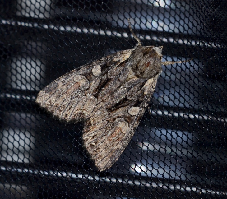 Lacanobia thalassina - borbolya-kertibagoly