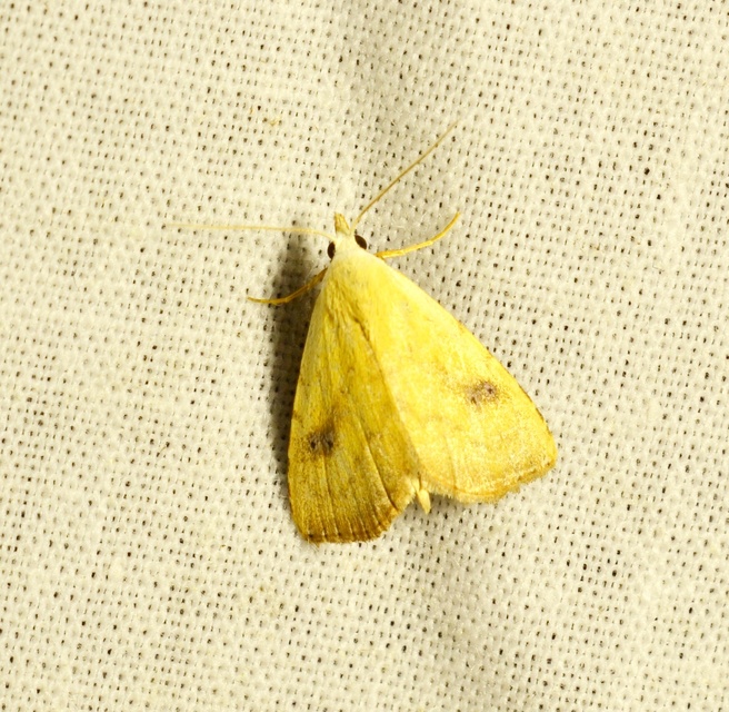 Rivula sericealis - selymes lórombagoly