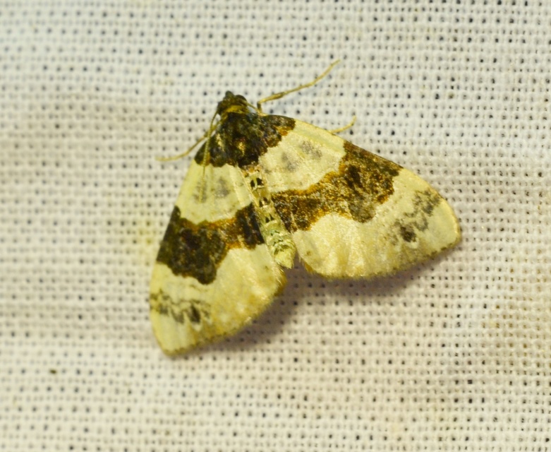 Cosmorhoe ocellata - szemes galajaraszoló