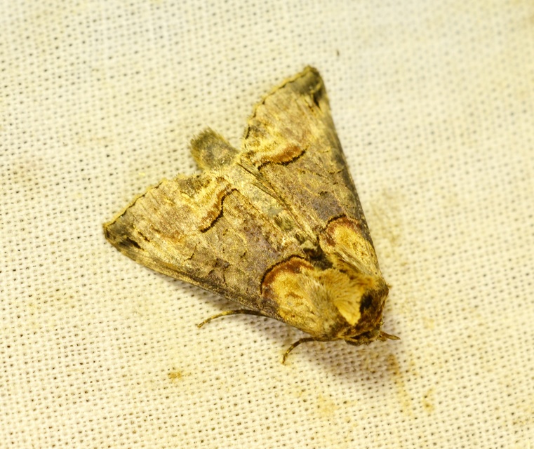 Abrostola triplasia - közönséges csalánbagoly
