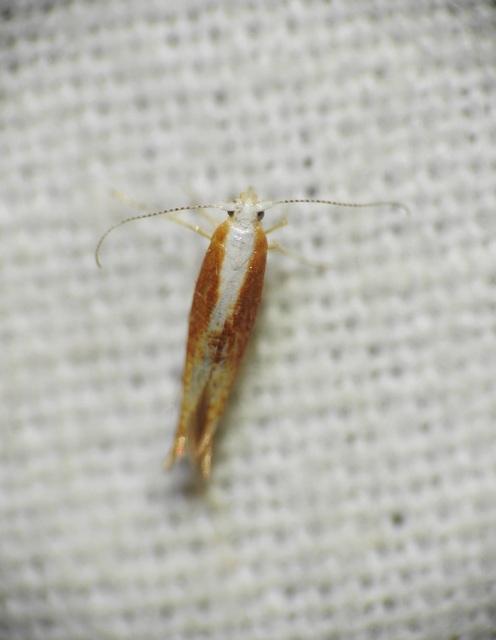 Argyresthia