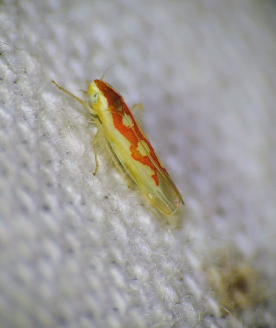 Typhlocybinae