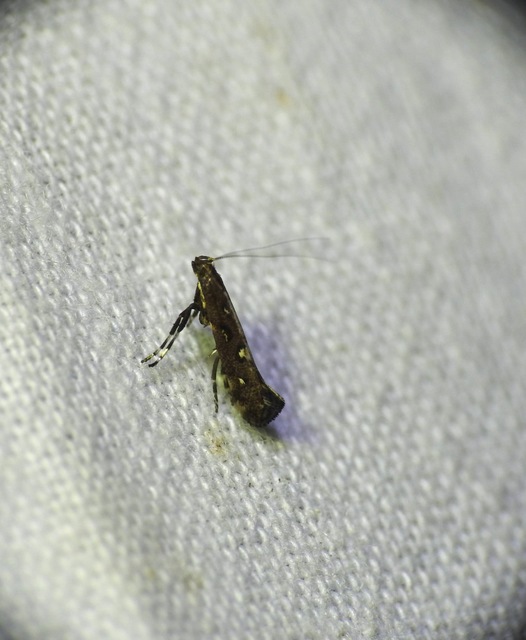 Calybites phasianipennella - lóromaknázó keskenymoly