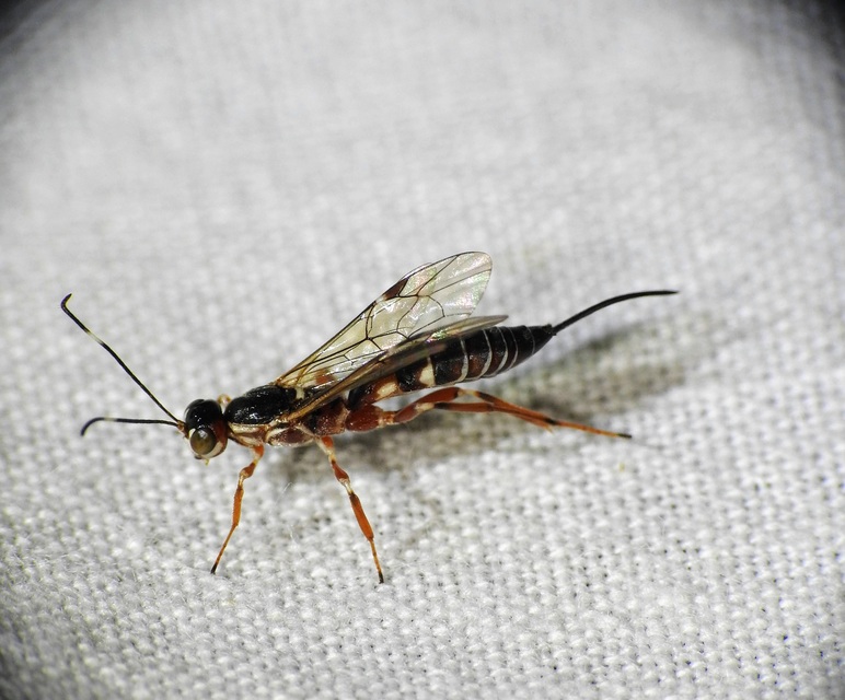Xorides praecatorius