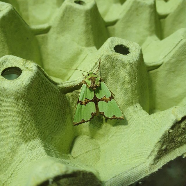 Staurophora celsia - buckabagoly