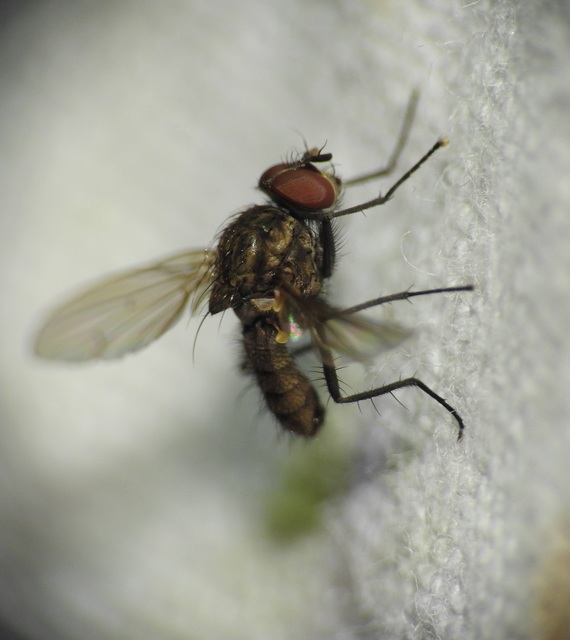 Anthomyiidae - viráglegyek