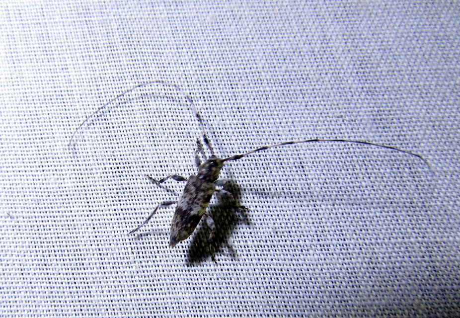 Acanthocinus griseus - szürke daliáscincér