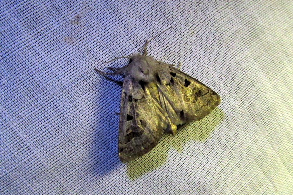 Episema