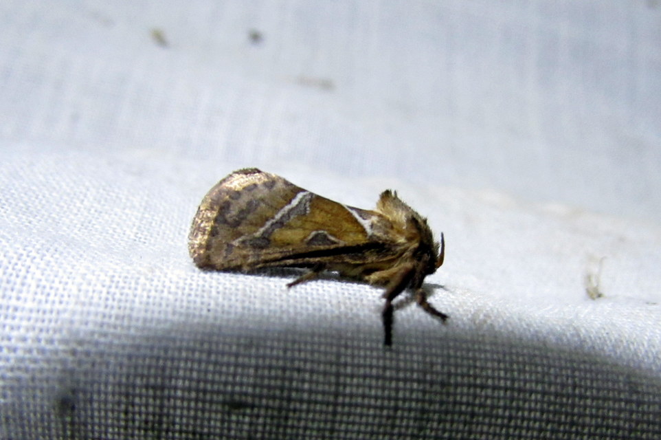 Triodia sylvina - kis gyökérrágólepke