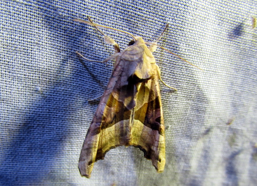 Phlogophora meticulosa - vándorló csipkésbagoly