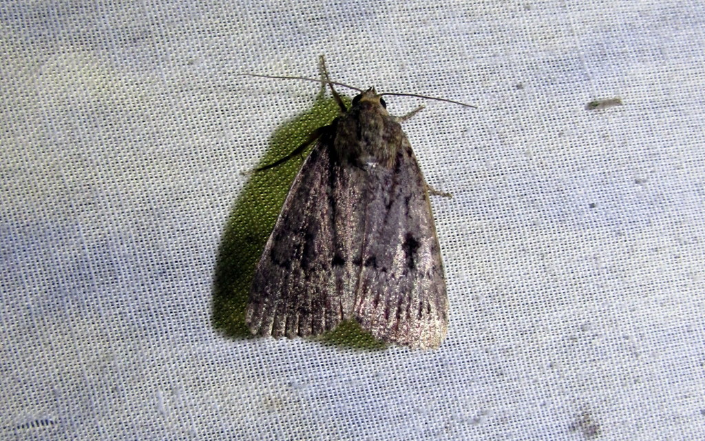 Amphipyra berbera/pyramidea