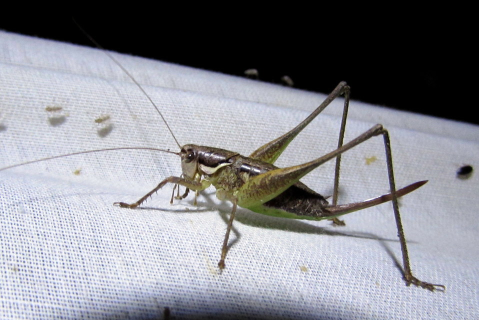 Pachytrachis gracilis - karcsú szöcske
