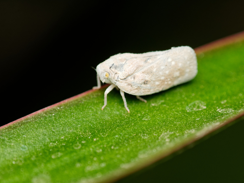Metcalfa pruinosa - amerikai lepkekabóca
