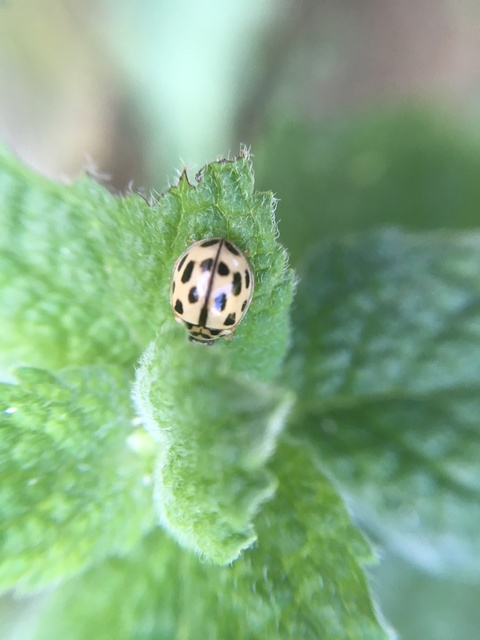 Propylea quatuordecimpunctata - tizennégypettyes füsskata