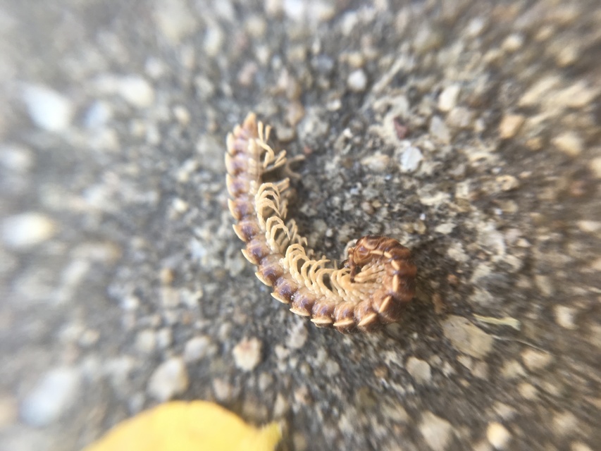 Polydesmidae