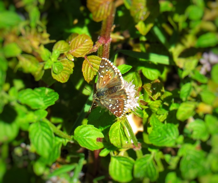 Pyrgus armoricanus - feles busalepke