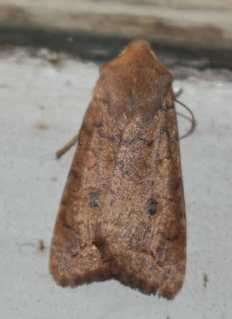 Sunira circellaris - okkersárga őszibagoly