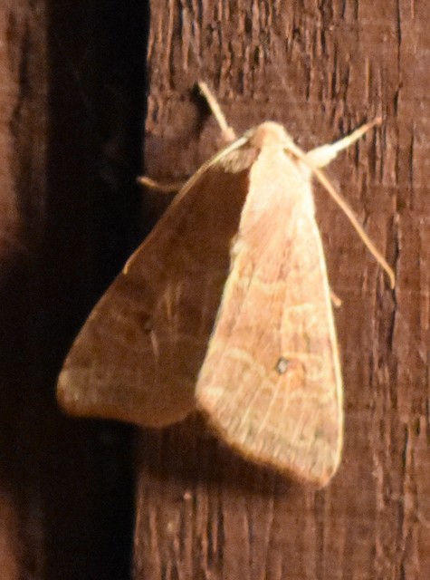 Cirrhia ocellaris - fakó sárgabagoly
