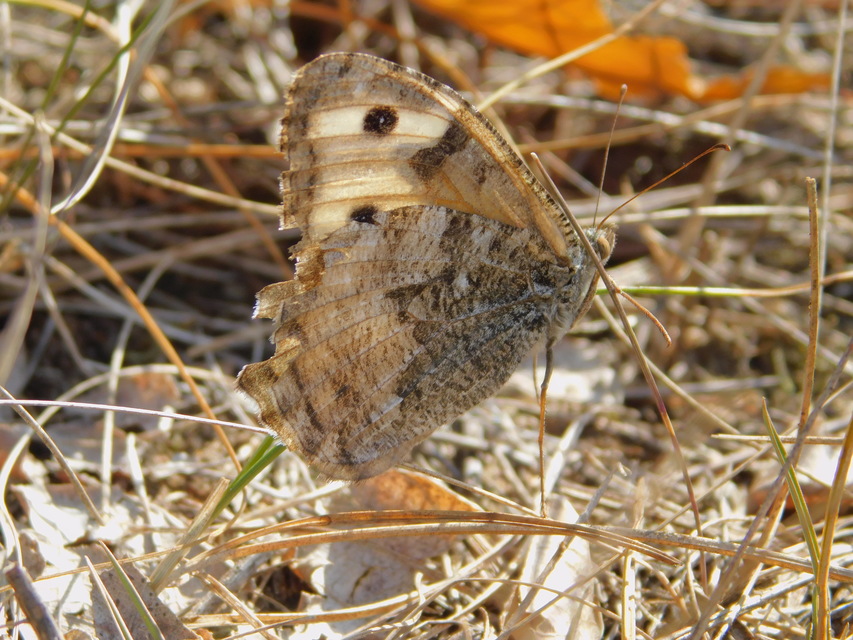Hipparchia semele - barna szemeslepke