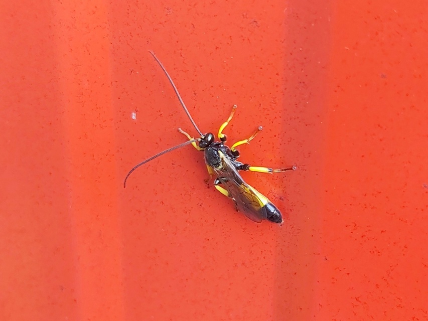 Colpotrochia cincta