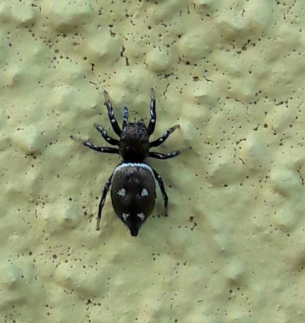 Heliophanus kochii - négypettyes ugrópók