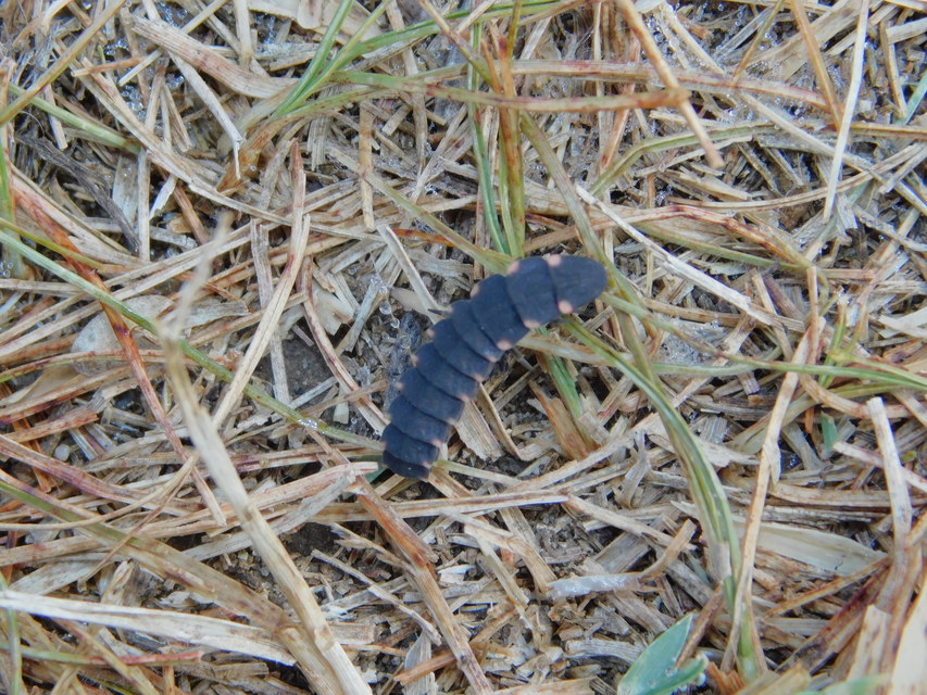 Lampyris noctiluca - nagy szentjánosbogár