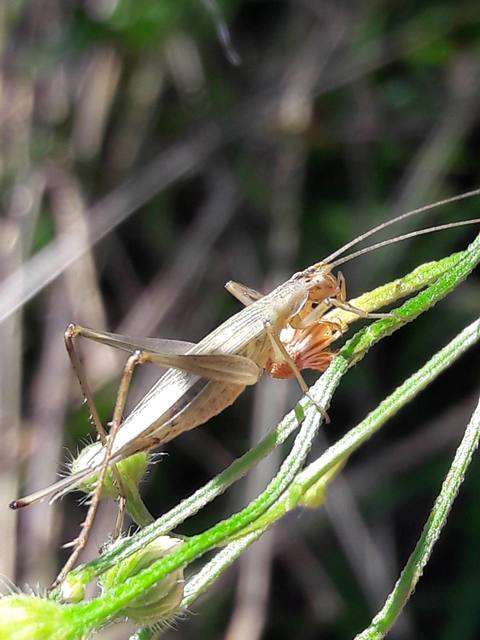 Oecanthus pellucens - pirregőtücsök