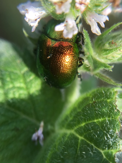 Chrysolina herbacea - zöld mentalevelész