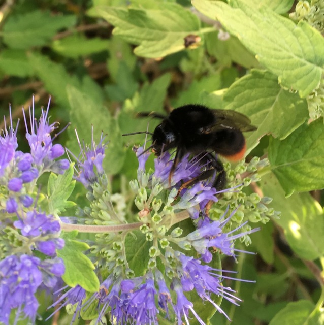 Bombus lapidarius - kövi poszméh