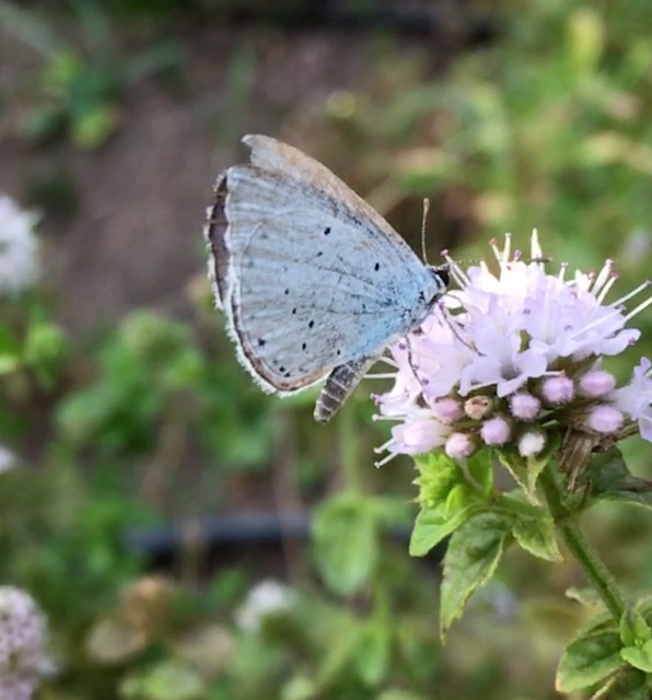 Celastrina argiolus - bengeboglárka