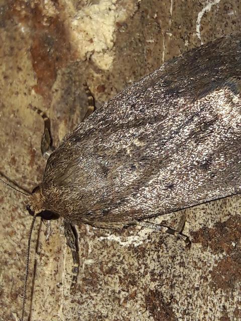 Amphipyra tragopoginis - bakszakállbagoly