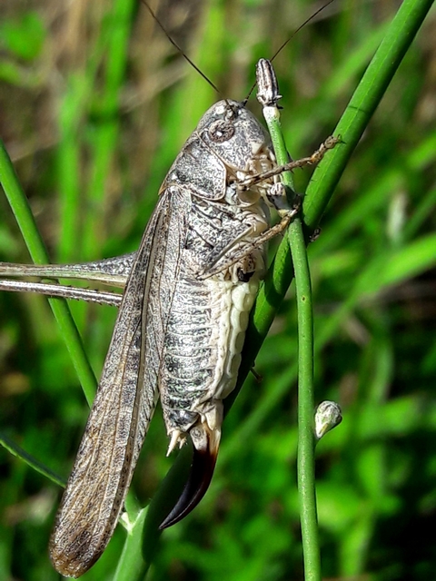 Platycleis grisea - szürke rétiszöcske