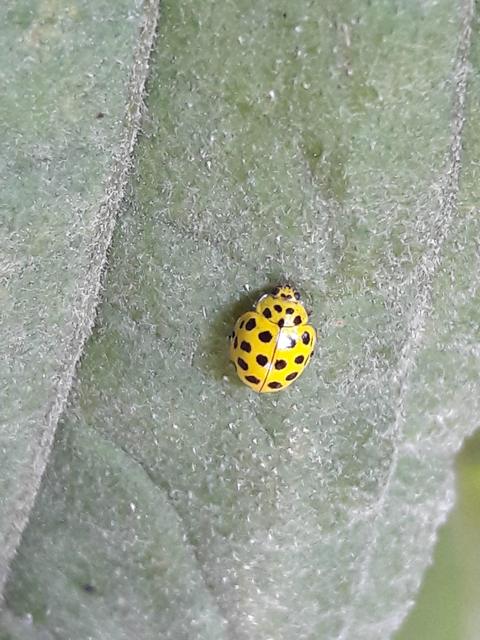 Psyllobora vigintiduopunctata - huszonkétpettyes katica