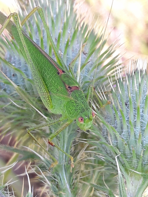 Phaneroptera nana - pontozott repülőszöcske