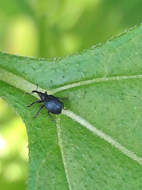 Eutrichapion punctiger - bükkönyrontó cickányormányos Eutrichapion punctiger - bükkönyrontó cickányormányos