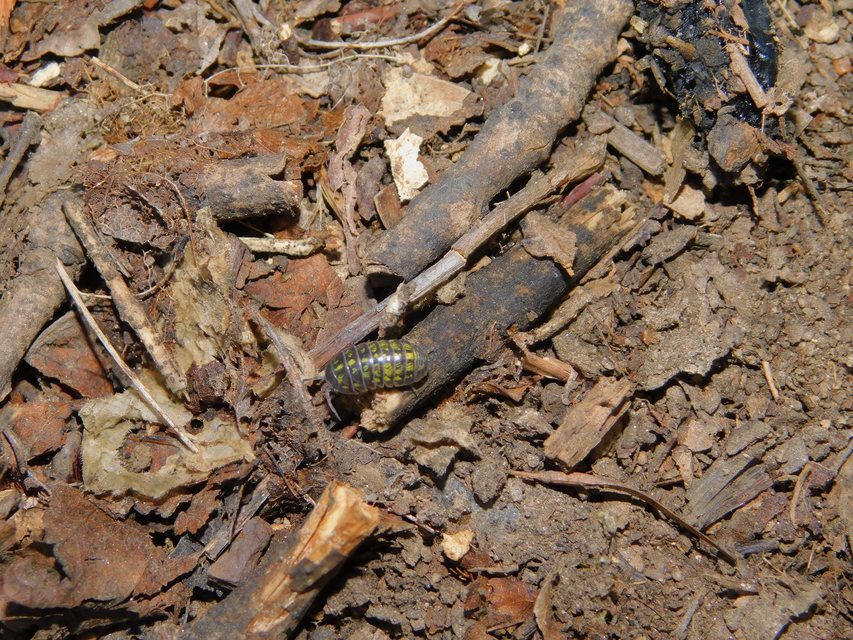 Armadillidium