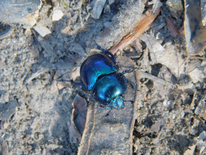 Trypocopris vernalis - tavaszi álganéjtúró
