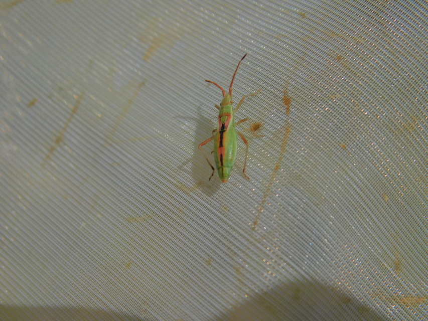 Myrmus miriformis - kurtaszárnyú karimáspoloska