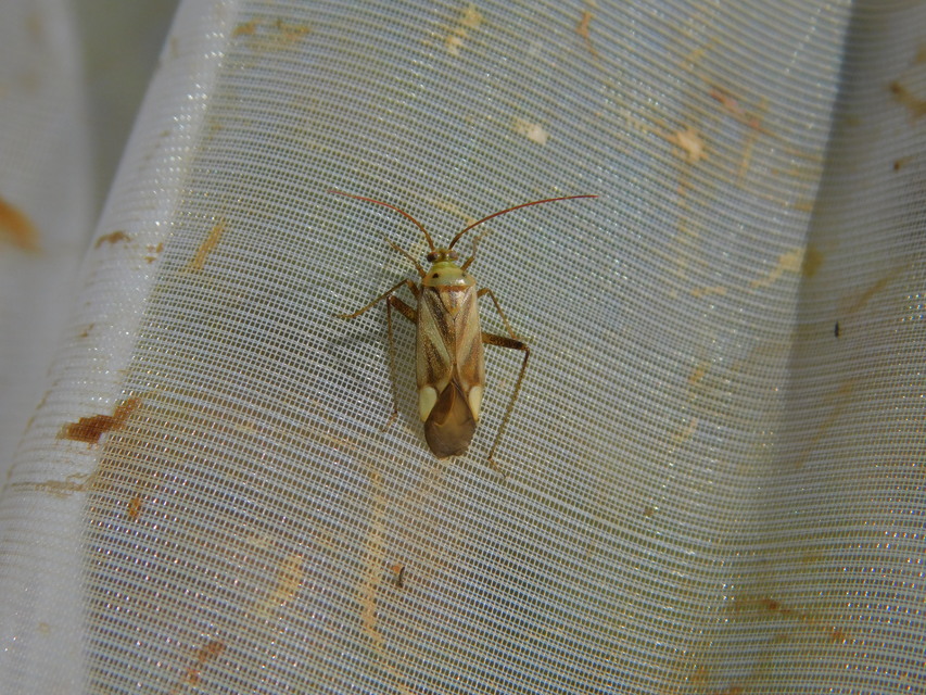 Adelphocoris lineolatus - lucernapoloska