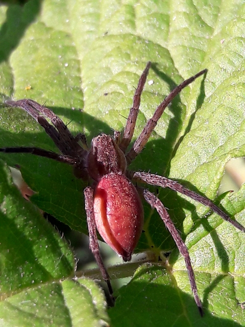 Dolomedes plantarius - parti vidrapók