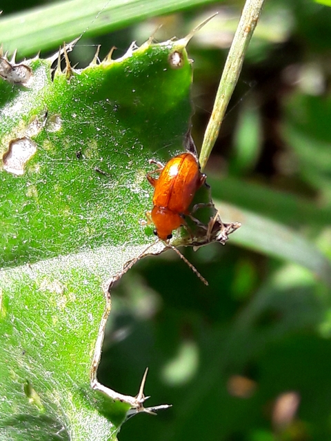 Neocrepidodera