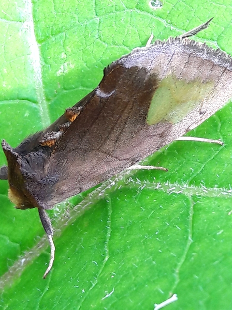 Diachrysia chryson - nagyfoltú aranybagoly