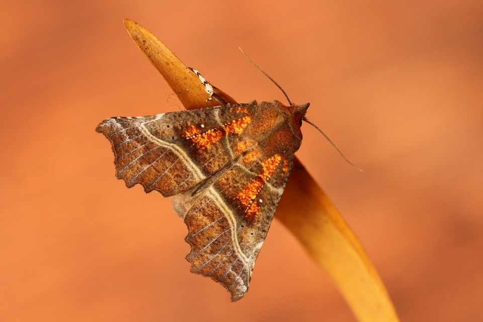 Scoliopteryx libatrix - vörös csipkésbagoly