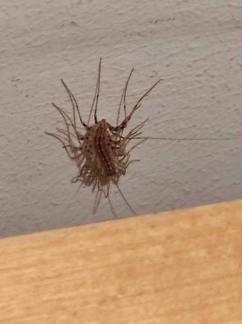 Scutigera coleoptrata - légyölő pókszázlábú