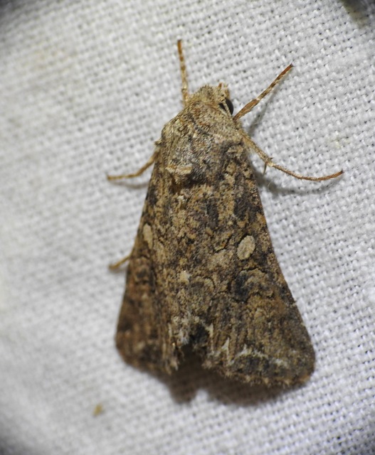 Hadula trifolii - lóherebagoly