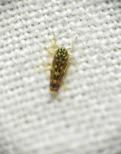 Typhlocybinae