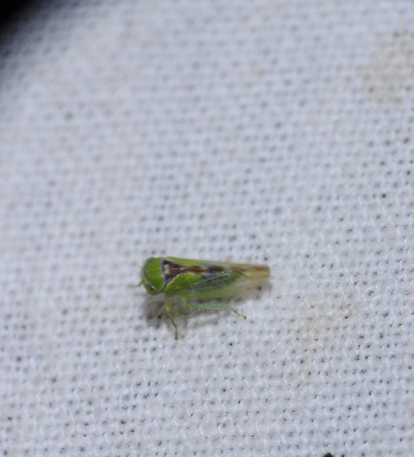 Idiocerinae