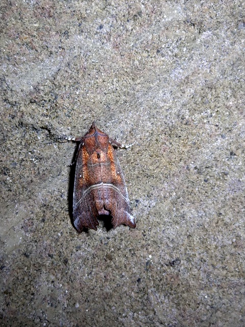 Scoliopteryx libatrix - vörös csipkésbagoly