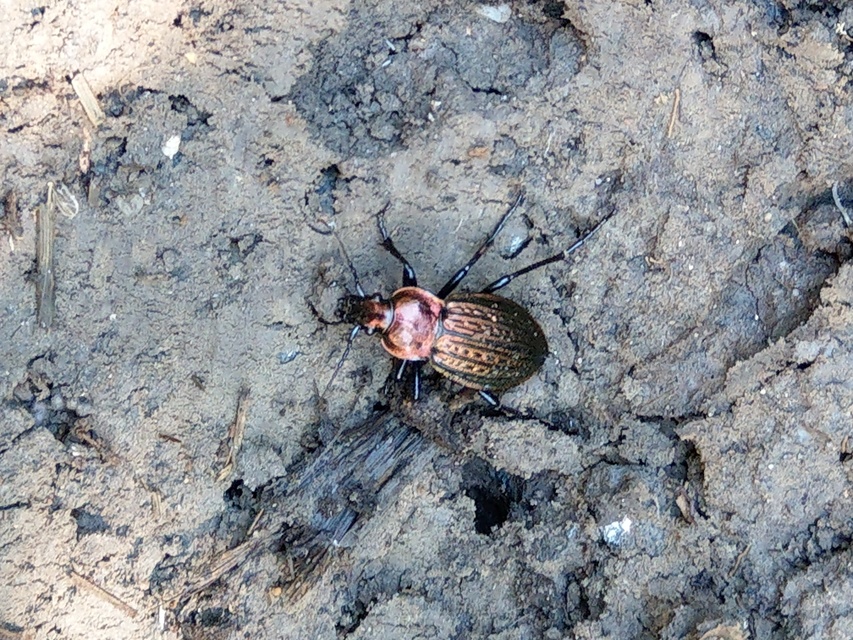 Carabidae - futóbogárfélék