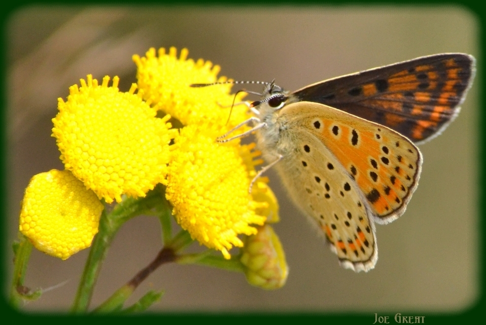 Lycaena tityrus - barna tűzlepke